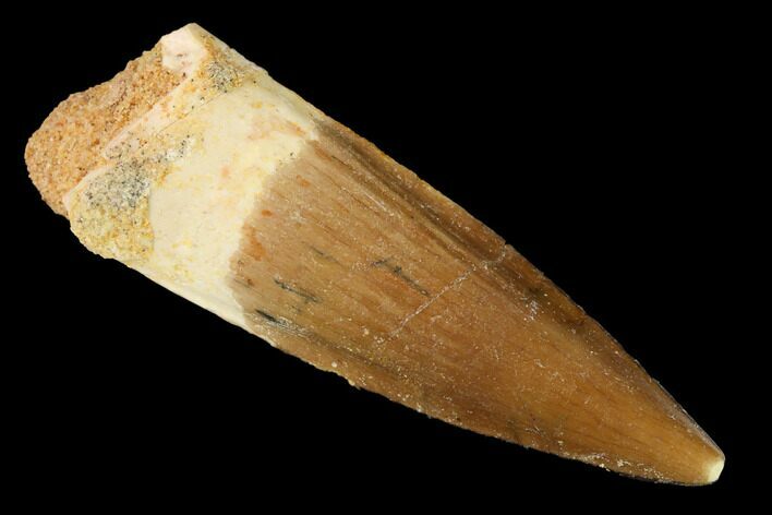 Spinosaurus Tooth - Real Dinosaur Tooth #169585